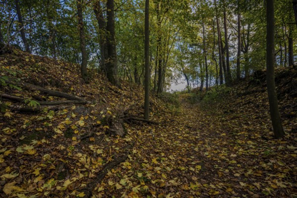 A beautiful forest trail leads through an autumn forest. The colorful leaves cover the ground and the sun shines through the trees. It is quiet and peaceful. Železná hurka, Czech Republic