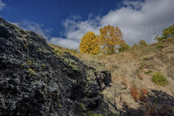 In a volcanic region in the Czech Republic, there are bright yellow trees on a slope. The rough earth and sky are covered with clouds while the autumn sun shines. Železná hurka, Czech Republic