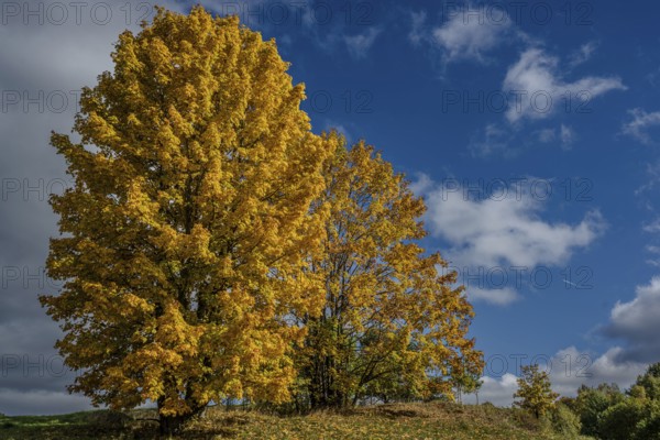 Two large trees with bright yellow leaves stand under a blue sky. It is a beautiful autumn day and the colors are bright. Železná hurka, Czech Republic