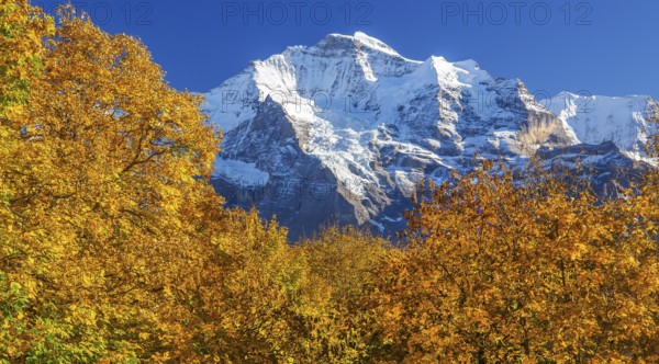 Autumn landscape in the hamlet of Sulwald with a view of the Jungfrau 4158m, Isenfluh, Lauterbrunnental, Bernese Oberland, Canton of Bern, Switzerland