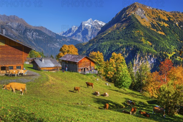 Sulwald hamlet with Wetterhorn 3690m in autumn, Isenfluh, Lauterbrunnental, Bernese Oberland, Canton of Bern, Switzerland