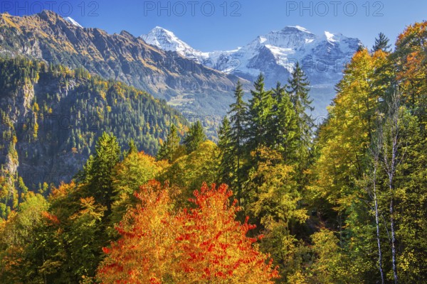 Autumn Landscape with Monk 4110m and Jungfrau 4158m, Isenfluh, Lauterbrunnental, Bernese Oberland, Canton of Bern, Switzerland