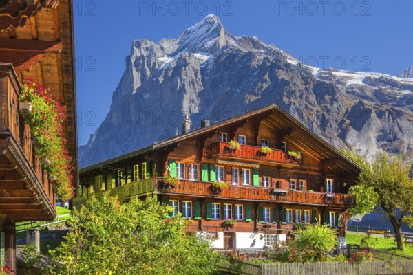 Typical Oberland farmhouses with Wetterhorn 3690m in autumn, Grindelwald, Lütschinental, Bernese Oberland, Canton of Bern, Switzerland