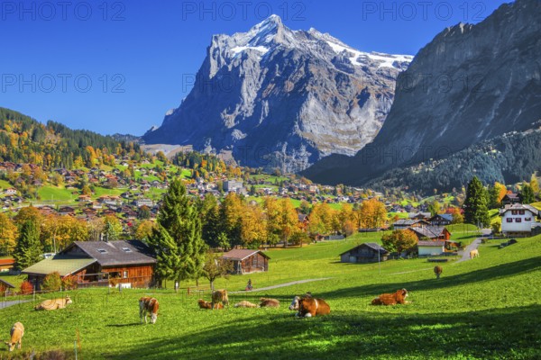 Autumn landscape with village overview and Wetterhorn 3690m, Grindelwald, Lütschinental, Bernese Oberland, Canton of Bern, Switzerland