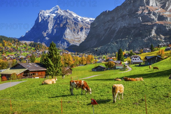 Autumn landscape with Wetterhorn 3690m, Grindelwald, Lütschinental, Bernese Oberland, Canton of Bern, Switzerland