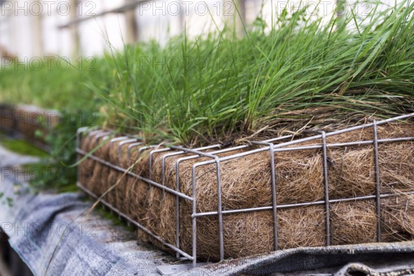Green plants and grass growing through mesh of galvanized iron wire gabion box filled with soil, used for green living wall, vertical garden exterior facade Prague Czech republic