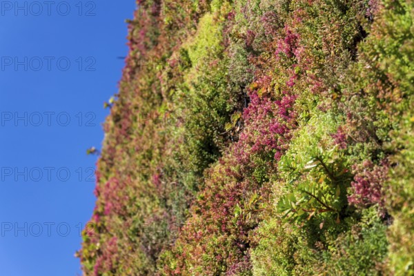 Green living wall, vertical garden exterior facade with flowers and plants on sunny summer day Prague Czech republic