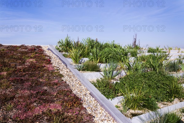 Root zone waste water sewage treatment plant on the extensive green ecological living sod roof Prague Czech republic
