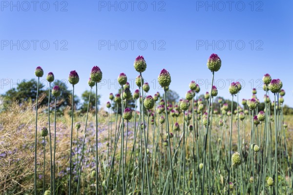 Beautiful purple green blooming round-headed garlic flower, allium sphaerocephalon on blurred summer meadow background, sunny day Prague Czech republic