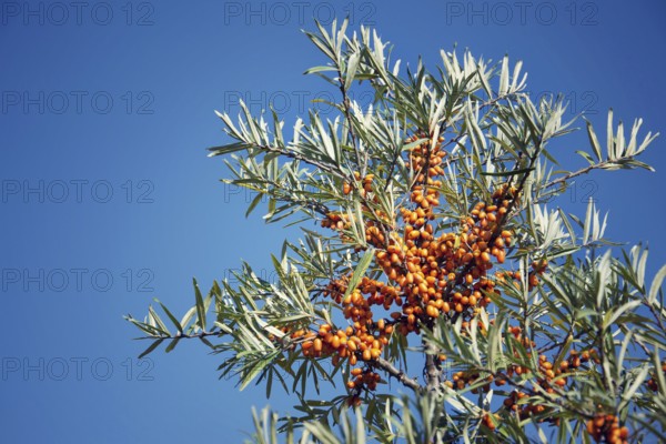 Hippophae rhamnoides female plants with fruit berries detail, common sea buckthorn shrub Prague Czech republic