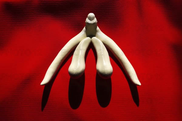 3d printed female sex organ clitoris for human anatomy lessons Prague Czech republic
