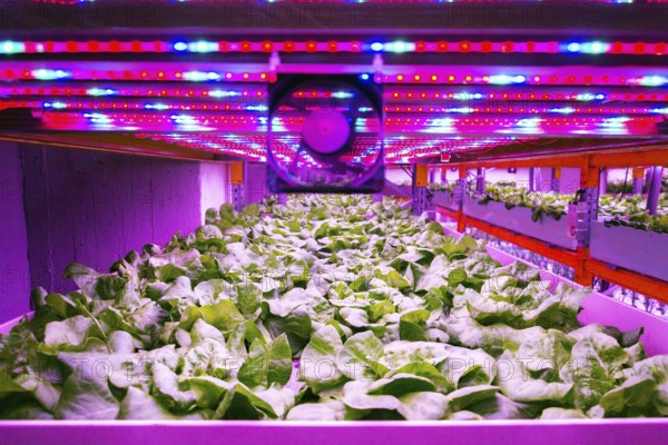 Ventilator and special LED lights belts above lettuce in aquaponics system combining fish aquaculture with hydroponics, cultivating plants in water under artificial lighting, indoors Prague Czech republic