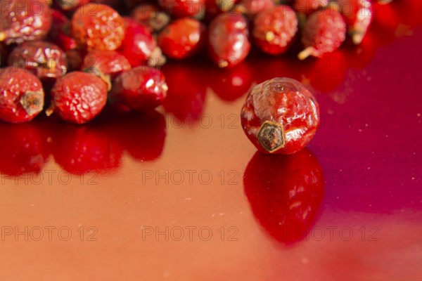 Dried hips of dog rose on red background Prague Czech republic