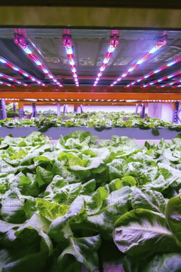 Aquaponics system combines fish aquaculture with hydroponics, cultivating lettuce plants in water under artificial lighting Prague Czech republic