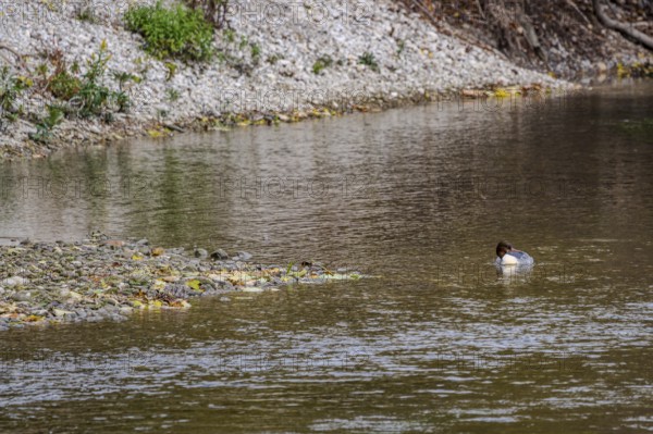 A grebe (Podiceps cristatus) can be seen alone in the clear water of a small body of water. Surrounded by stones and plants, he enjoys the peace and quiet in the area. Landau an der Isar, Lower Bavaria
