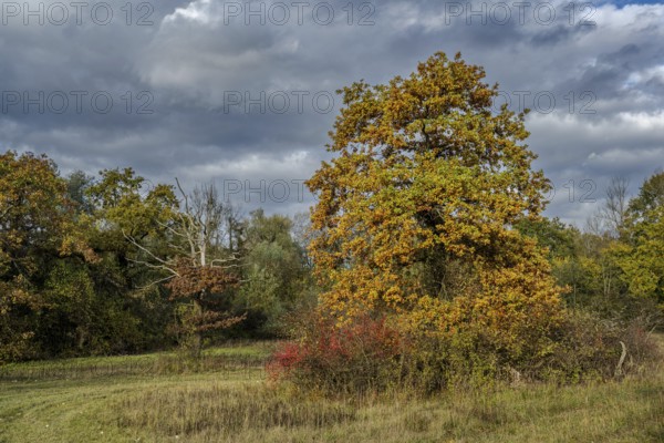 In this fall scene, there is a large tree with bright orange leaves. The clouds hang low over the quiet meadow. Nature shows off its bright colors. Landau an der Isar, Lower Bavaria