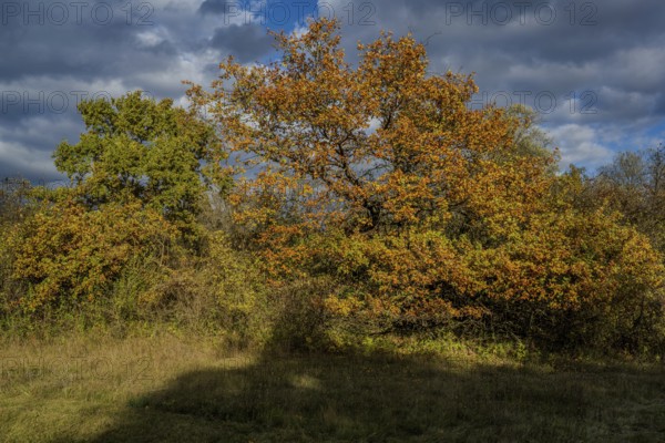 Colourful leaves cover the treetops in a quiet park. The sun shines through the clouds and bathes the scene in warm light. The surrounding area shows the changing seasons. Landau an der Isar, Lower Bavaria