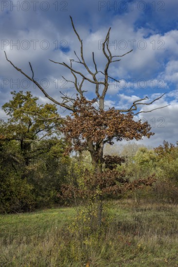 A dry tree stands in a park with brown and green leaves. The sky is cloudy and it is autumn. The landscape is calm and shows the colors of nature. Landau an der Isar, Lower Bavaria