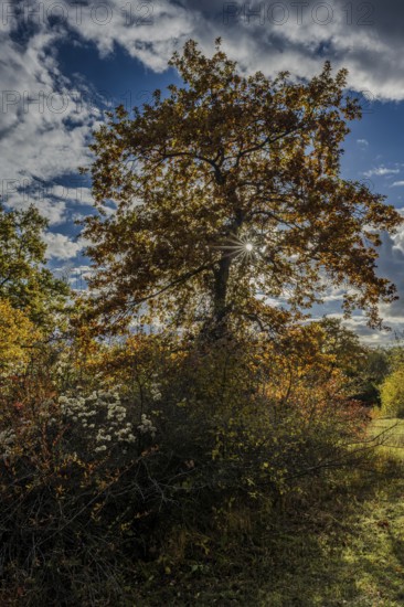 A large tree with bright yellow and red leaves is at the center of the scene. In the background, you can see rolling hills and a partly cloudy sky. Landau an der Isar, Lower Bavaria