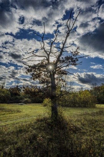 A large, bare tree stands in an open meadow. The sun shines through the branches and illuminates the surrounding landscape with clouds above the sky. Landau an der Isar, Lower Bavaria