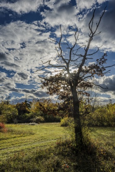 A bare treetop stands in the foreground, while the sun emerges from between the clouds. It is a clear autumn day in nature, surrounded by colorful foliage. Landau an der Isar, Lower Bavaria