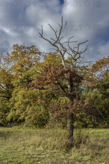 In this autumn scene, there is a bare tree surrounded by colorful deciduous trees and a cloudy blanket of sky. The colors of nature radiate peace. Landau an der Isar, Lower Bavaria