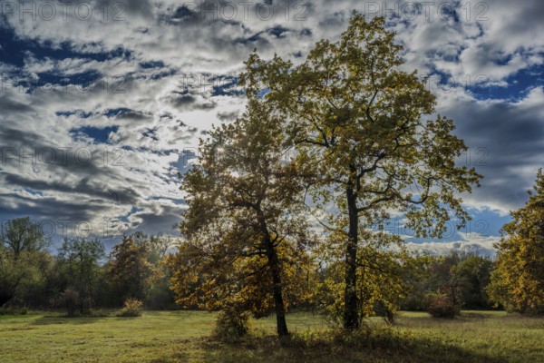 There are two large trees in an open meadow. The leaves show fall colors. The sky is cloudy but sunbeams fall through the clouds. Landau an der Isar, Lower Bavaria