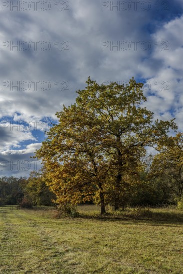 A large tree stands in an autumn meadow. The leaves are golden yellow and the sky is partly cloudy. It is a quiet afternoon in nature. Landau an der Isar, Lower Bavaria