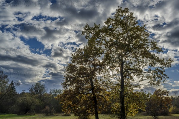 Two large trees stand in a quiet landscape, surrounded by colorful autumn leaves. The sky is blue with prominent clouds and the day is sunny and clear. Landau an der Isar, Lower Bavaria