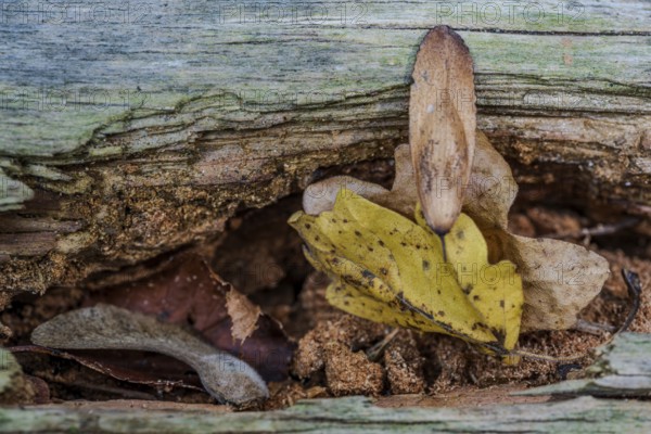 In the forest, yellow leaves grow from a crack in the bark of an old tree. The soil and other leaves are visible and show the natural process of life. Landau an der Isar, Lower Bavaria