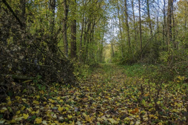 The forest trail shows a peaceful environment in autumn. Colourful leaves cover the ground as sunlight shines through the trees. The atmosphere is calm and inviting. Landau an der Isar, Lower Bavaria