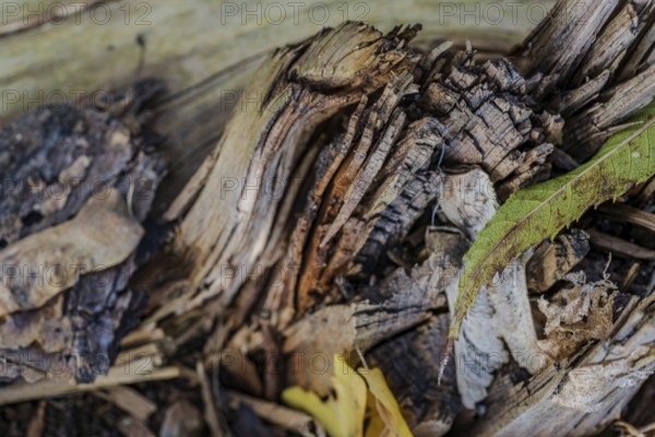 In a forest, weathered pieces of wood and colorful leaves lie on the ground. The mix of brown and green colors shows the changing seasons in autumn. Landau an der Isar, Lower Bavaria