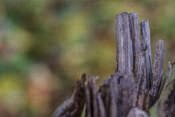 A wooden structure is visible in the foreground, while the blurred background shows the bright autumn colors of the leaves. It is a quiet moment in nature. Landau an der Isar, Lower Bavaria
