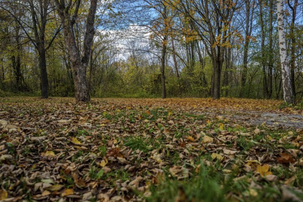 In the park, there is a thick layer of colorful autumn leaves on the ground. The trees are bare and the sky is bright blue. It is a quiet, peaceful scene. Landau an der Isar, Lower Bavaria