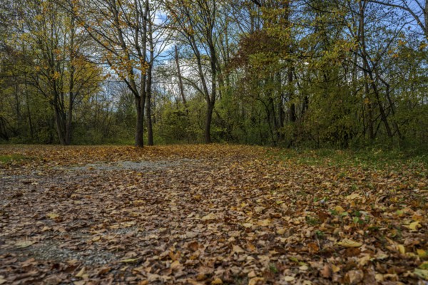 There are colorful autumn leaves on the ground, while the trees in the background show a peaceful landscape in a park. The colors radiate peace and beauty. Landau an der Isar, Lower Bavaria