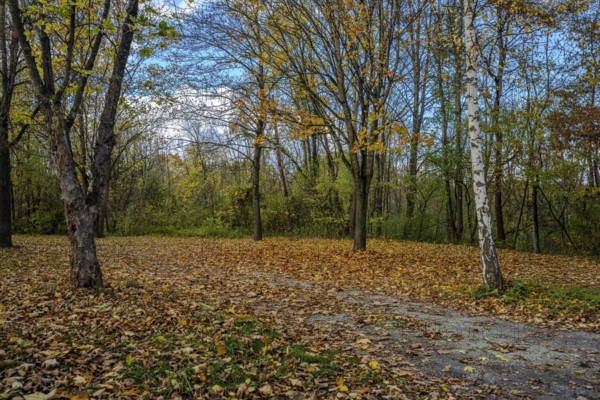 There are trees with colorful autumn leaves in a quiet park. The ground is covered with fallen leaves. The sun shines through the branches and illuminates the scene. Landau an der Isar, Lower Bavaria