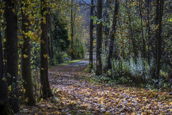 A quiet forest trail in autumn, surrounded by tall trees with colorful leaves. Sun rays shine through the canopy and illuminate the ground. Landau an der Isar, Lower Bavaria