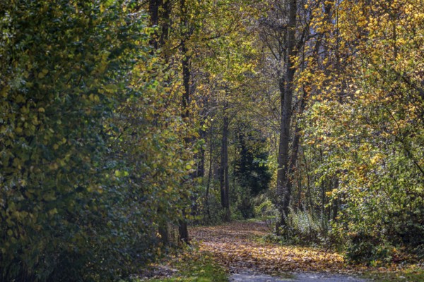 A picturesque trail leads through a quiet forest, surrounded by colorful autumn trees. The sun shines and casts soft shadows on the ground. Landau an der Isar, Lower Bavaria