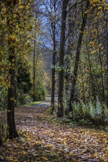 A quiet forest trail in autumn shows colorful leaves on the ground. The sun shines through the trees and creates a peaceful atmosphere. Landau an der Isar, Lower Bavaria