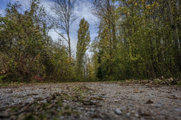 A quiet trail leads through the forest, surrounded by green trees and colorful foliage. The sun is shining through the leaves, it is late afternoon and the air is fresh. Landau an der Isar, Lower Bavaria
