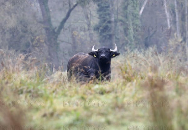 Water buffalo cow with small calf standing weathering in pristine landscape, autumn, fog, landscape management, Burghausen, Upper Bavaria, Bavaria, Germany
