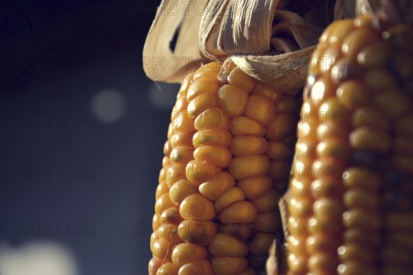 Filtered picture of corn ears on a house wall Prague Czech republic