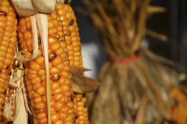 Bundle from yellow corn ears on a house wall closeup Prague Czech republic