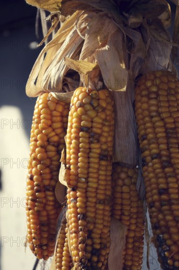 Filtered picture of corn ears on a house wall Prague Czech republic