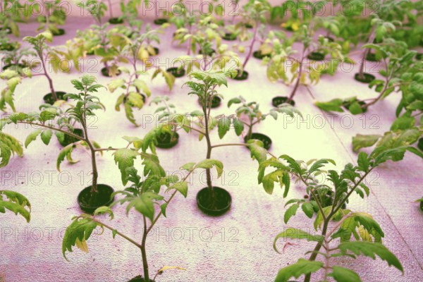 Tomato young plants grow in aquaponics system combining fish aquaculture with hydroponics, cultivating plants in water under artificial lighting Prague Czech republic