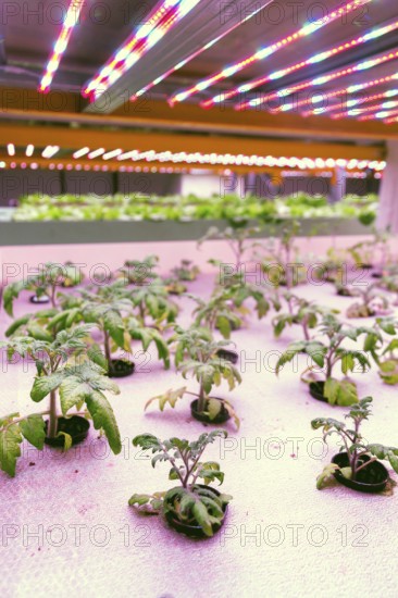 Tomato young plants grow in aquaponics system combining fish aquaculture with hydroponics, cultivating plants in water under artificial lighting Prague Czech republic