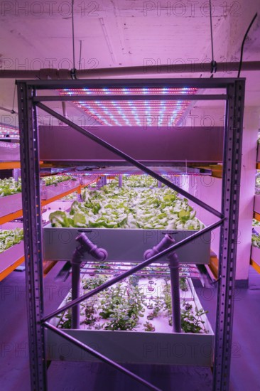 Shelves with lettuce in aquaponics system combining fish aquaculture with hydroponics, cultivating plants in water under artificial lighting, indoors Prague Czech republic