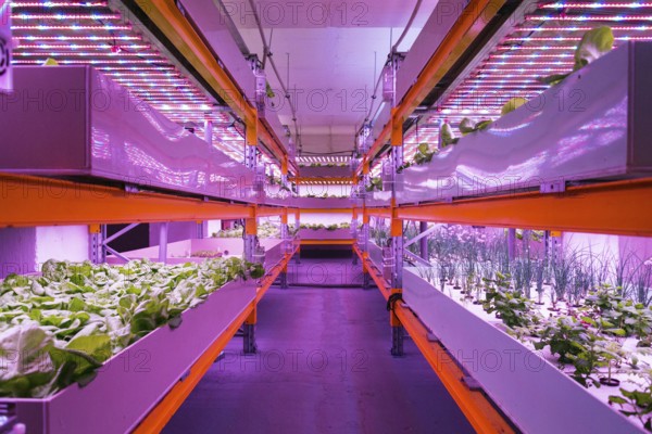 Shelves with lettuce in aquaponics system combining fish aquaculture with hydroponics, cultivating plants in water under artificial lighting, indoors Prague Czech republic