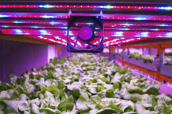 Ventilator and special LED lights belts above lettuce in aquaponics system combining fish aquaculture with hydroponics, cultivating plants in water under artificial lighting, indoors Prague Czech republic