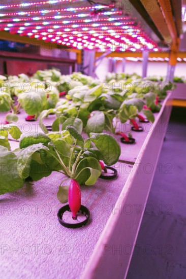 Radish plants grown in aquaponics system combining fish aquaculture with hydroponics, cultivating plants in water under artificial lighting Prague Czech republic